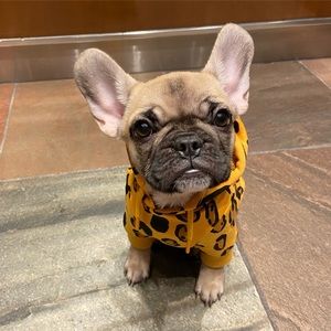 Huts and Bay dog hoodie
